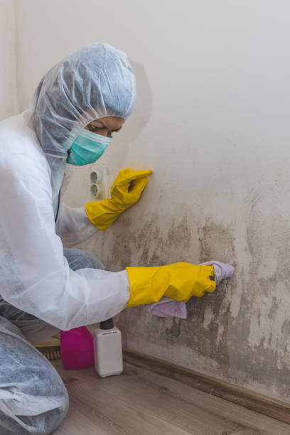 Dehumidification Services in Parma, ID
