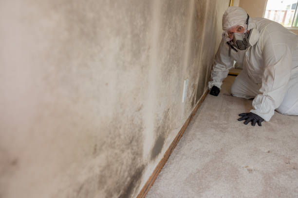 Best Mold Documentation for Insurance Claims  in Parma, ID